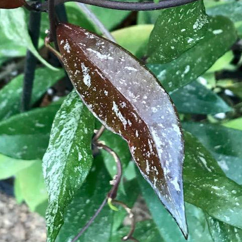 Hoya pubicalyx H165