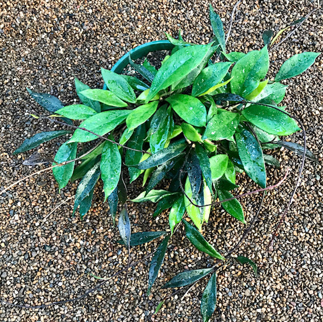 Hoya pubicalyx H165