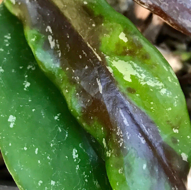 Hoya pubicalyx H165