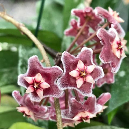 Hoya pubicalyx H165