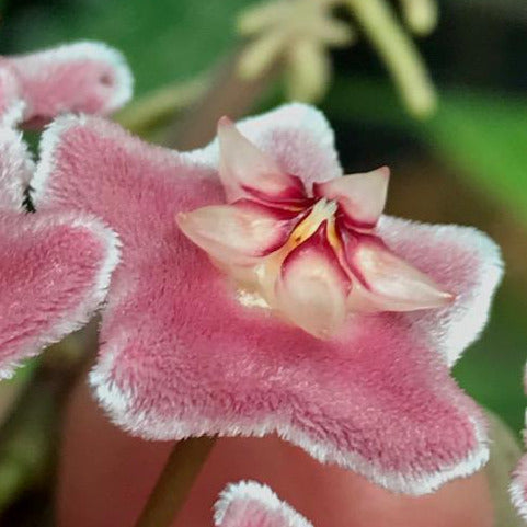 Hoya pubicalyx H165