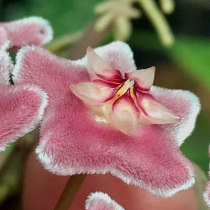 Hoya pubicalyx H165