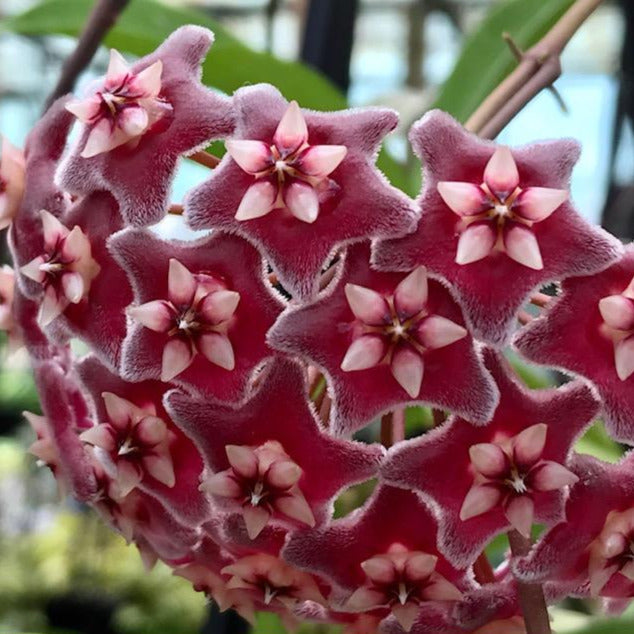 Hoya pubicalyx H165