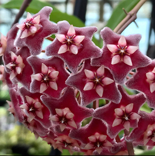 Wholesale - Hoya pubicalyx H165