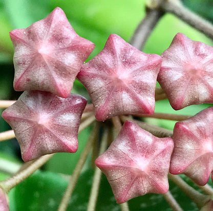 Hoya pubicalyx H165
