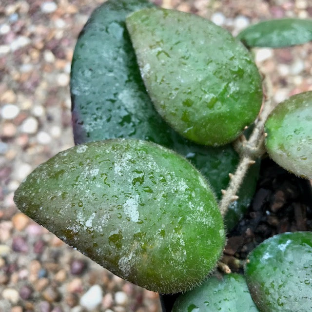 Hoya caudata Tioman Is. IML 1687 H51