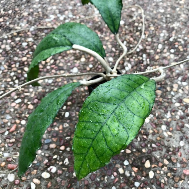 Hoya sp. Nong Nooch IML 1541 H120