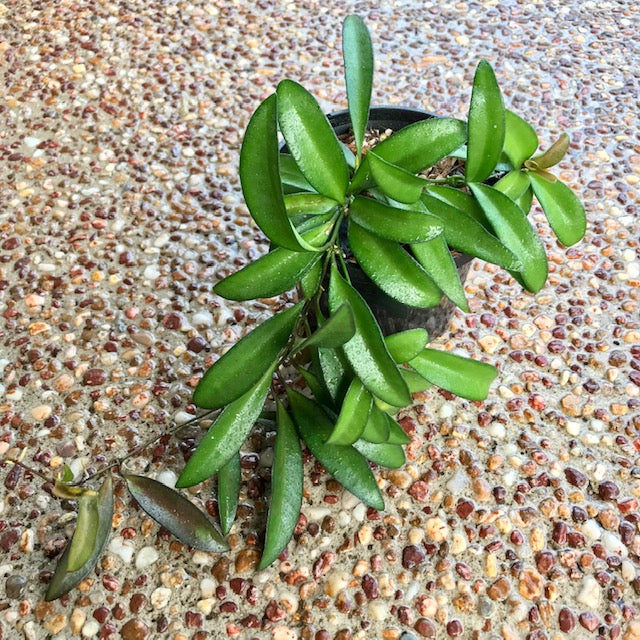 Hoya wayetii IML 1540 H89
