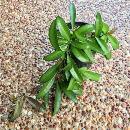 Hoya wayetii IML 1540 H89
