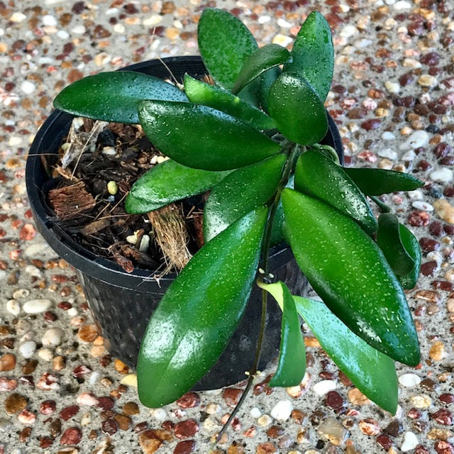 Hoya davidcummingii IML 0892 H55