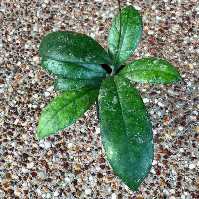 Hoya finlaysonii Malaysia IML 0398 H60