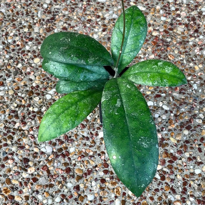 Hoya finlaysonii Malaysia IML 0398 H60