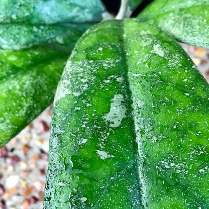 Hoya finlaysonii Malaysia IML 0398 H60