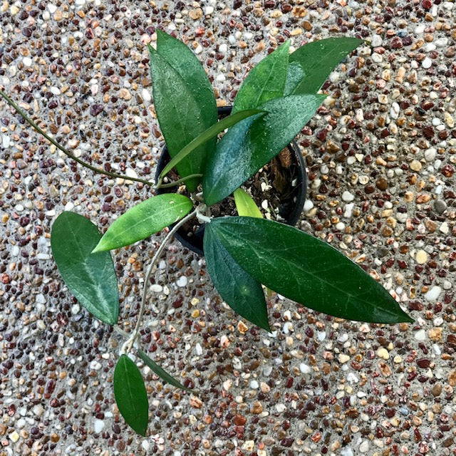 Hoya amoena IML 1210 H218