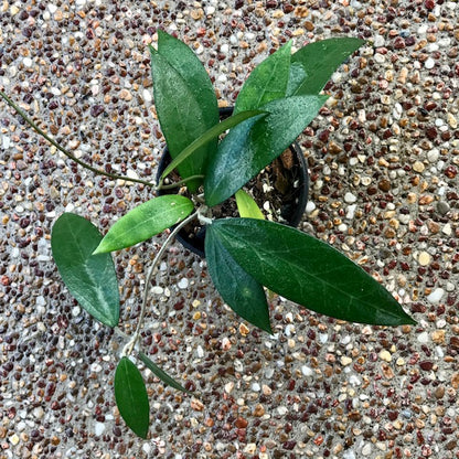 Hoya amoena IML 1210 H218