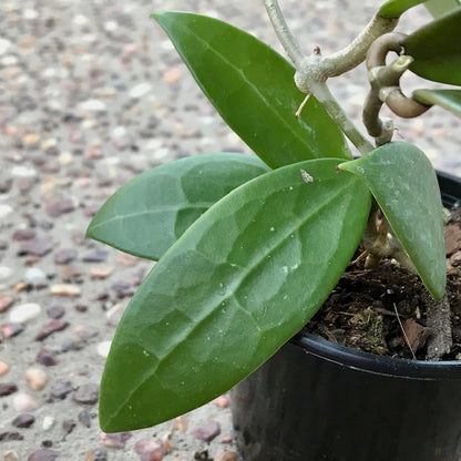 Hoya parasitica 'Pink' H327