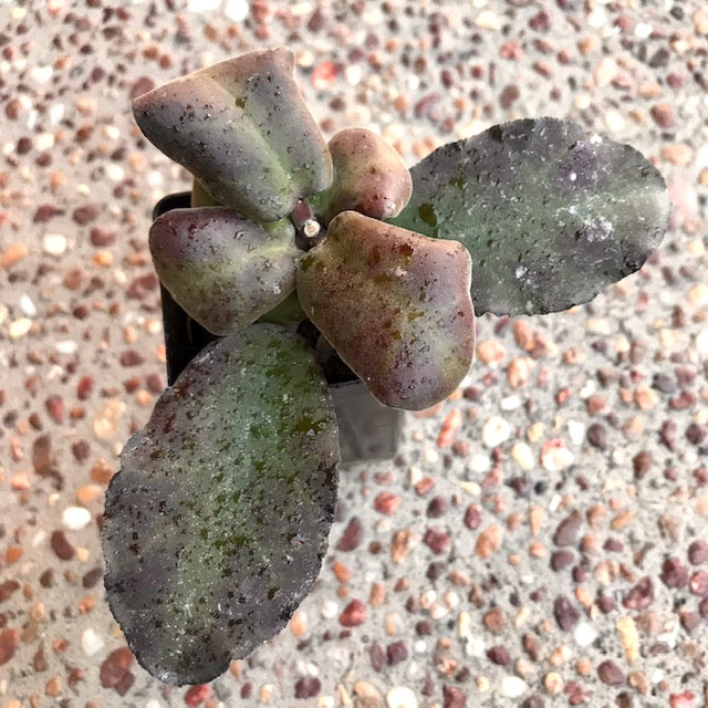 Hoya waymaniae IML 1756 H90