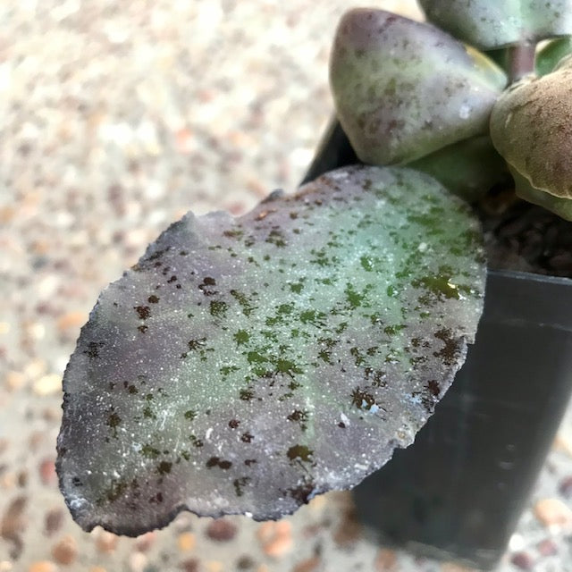 Hoya waymaniae IML 1756 H90