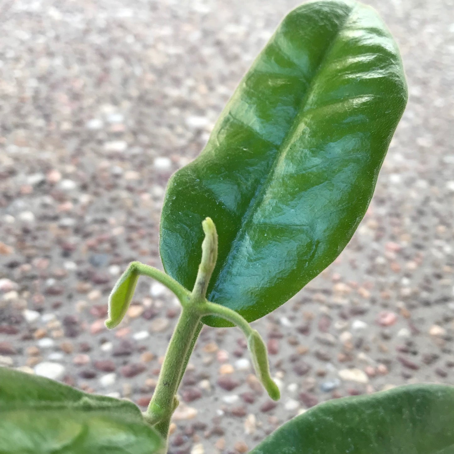 Hoya affinis H334