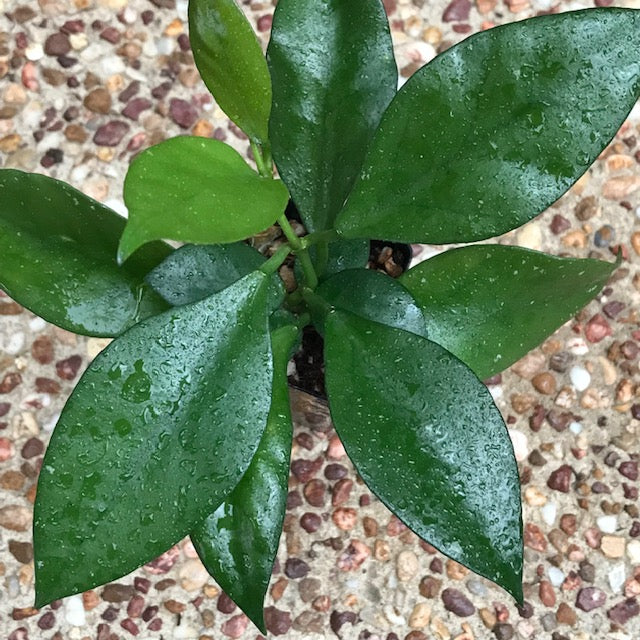 Hoya nabawanensis Malaysia IML 0078 H333