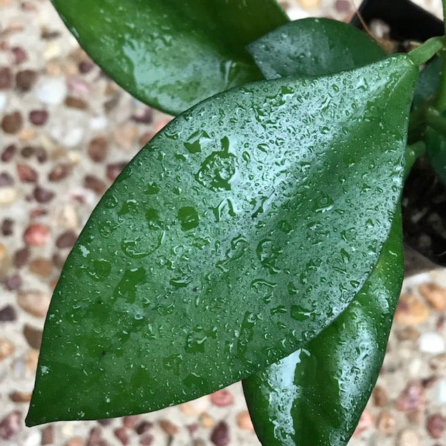 Hoya nabawanensis Malaysia IML 0078 H333