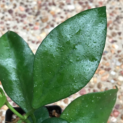 Hoya nabawanensis Malaysia IML 0078 H333