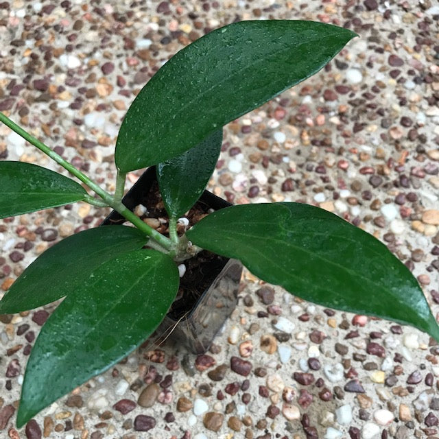Hoya sp. Dianel ISH 07 H335