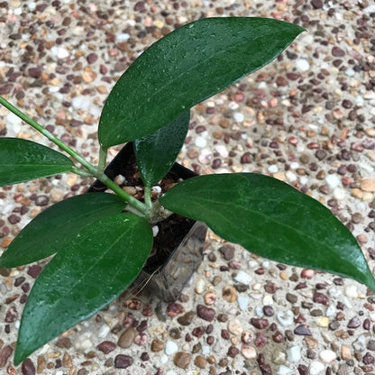 Hoya sp. Dianel ISH 07 H335
