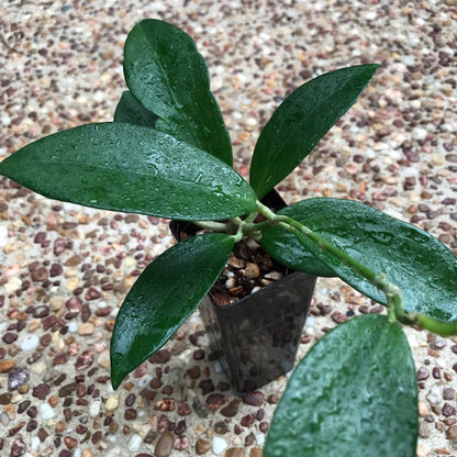 Hoya sp. Dianel ISH 07 H335