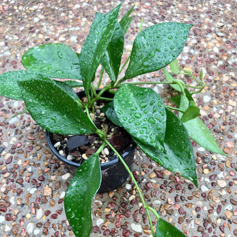 Hoya sp. Dianel ISH 07 H335