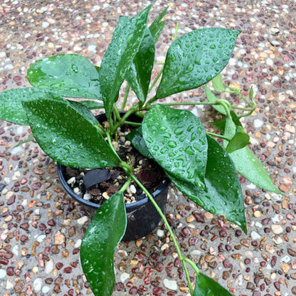 Hoya sp. Dianel ISH 07 H335