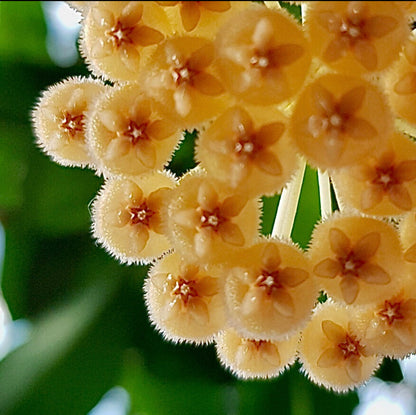 Hoya obscura IML 1003 H68