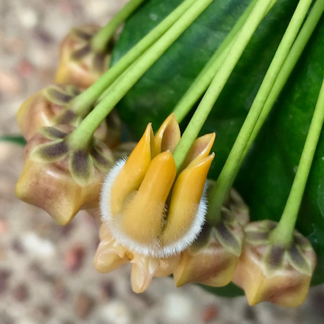 Hoya lasiantha IML 1766 H320
