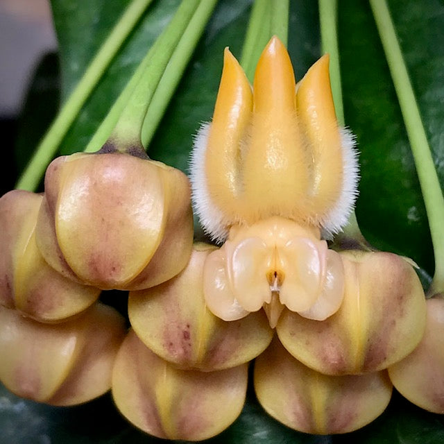 Hoya lasiantha IML 1766 H320