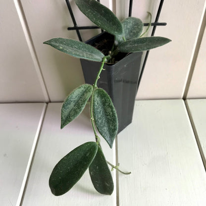 Hoya thomsonii (white) IML 1177 H260
