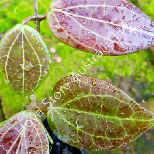Hoya nicholsoniae H4