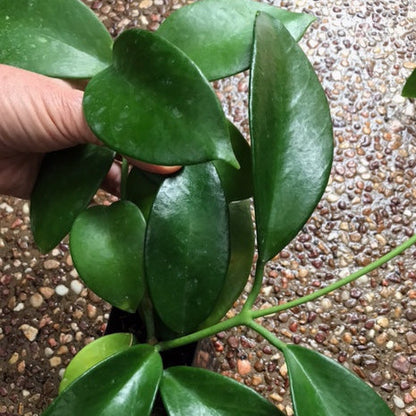 Hoya benitotanii IML 1830 H220