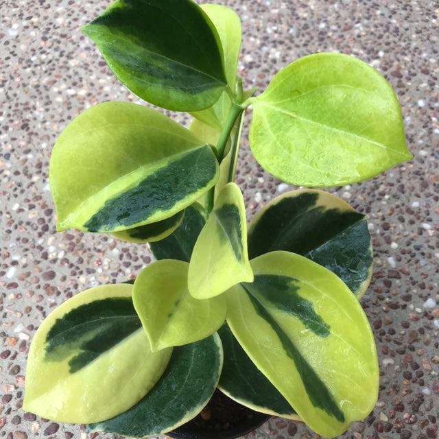 Hoya subquintuplinervis 'New Moon' H343