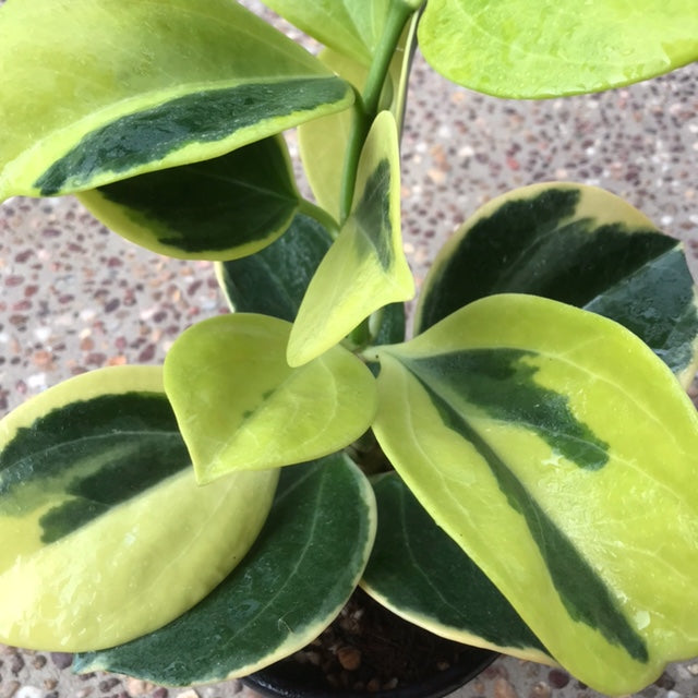 Hoya pachyclada variegata 'New Moon' H343