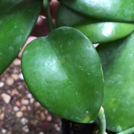 Hoya benitotanii IML 1830 H220