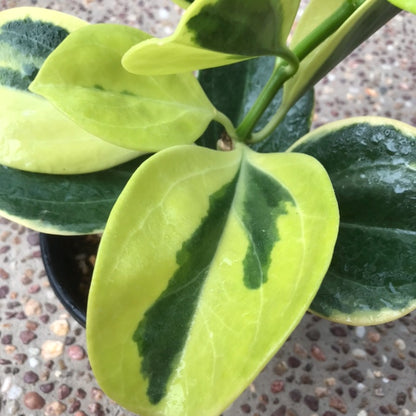 Hoya subquintuplinervis 'New Moon' H343
