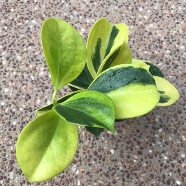 Hoya subquintuplinervis 'New Moon' H343