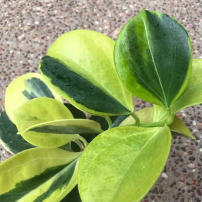 Hoya subquintuplinervis 'New Moon' H343