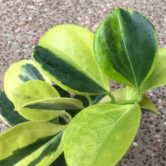 Hoya subquintuplinervis 'New Moon' H343