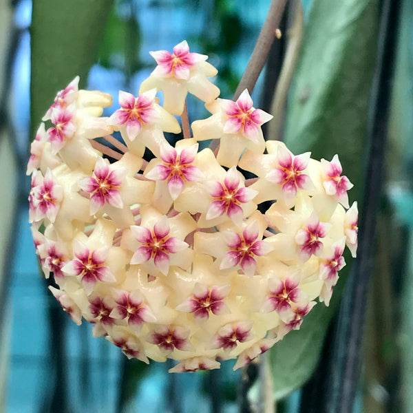 【専用】Hoya sp. Gunung Gading など Hoya sp. Gunung Gading Looking Good! | Vermont Hoyas