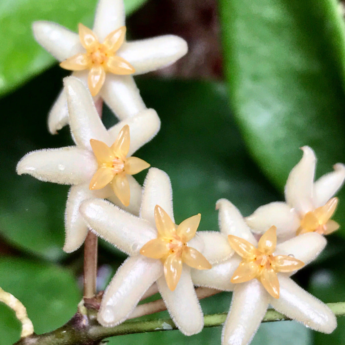 Hoya minahassae IML 1863 H259