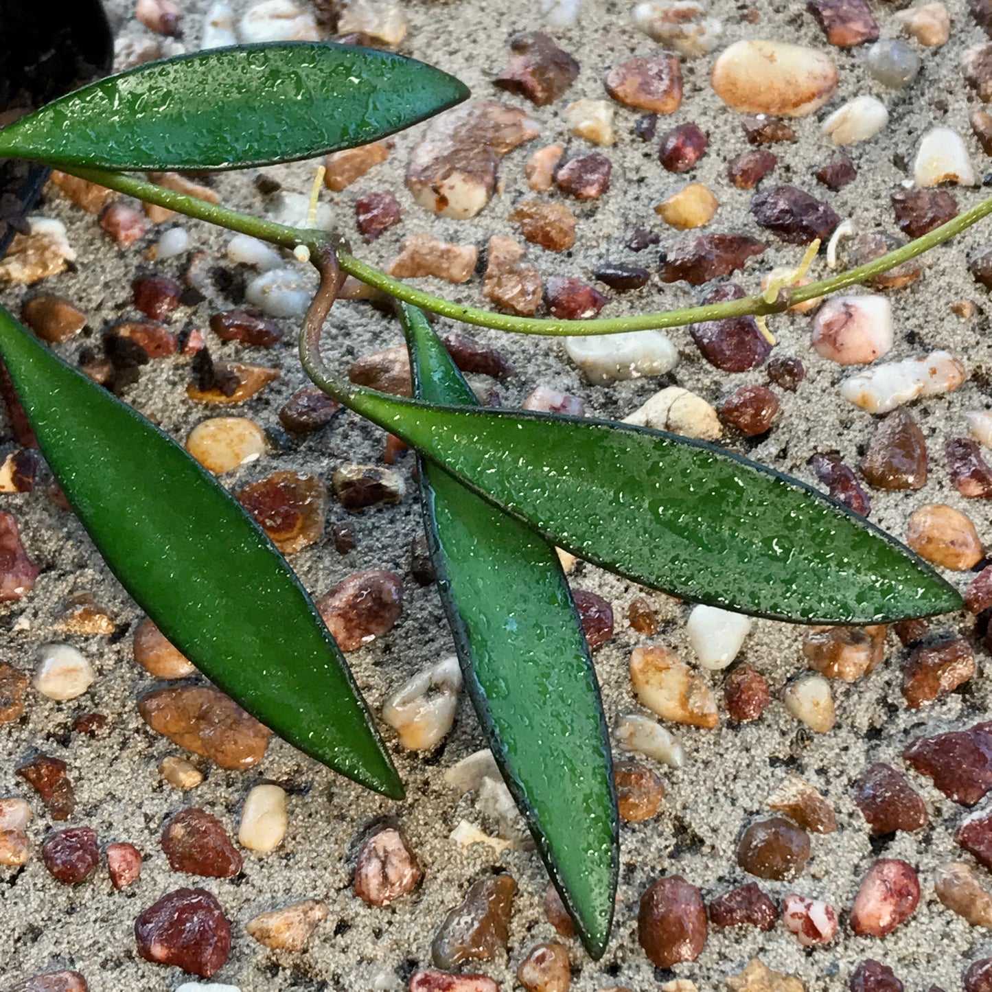 Hoya aff. kentiana Philippines IML 0834 H139