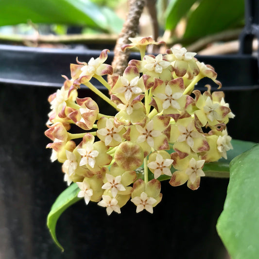 Hoya incrassata Philippines IML 0187 H35