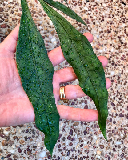Hoya clemensiorum Sabah IML 1752 H161