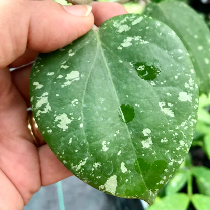 Hoya neocaledonica IML 1647 H166